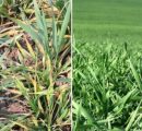 Ploile revin în județul Vaslui: o gură de aer pentru agricultură, dar cu distribuție inegală