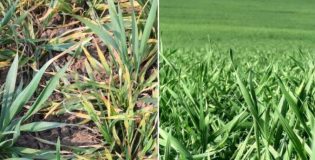 Ploile revin în județul Vaslui: o gură de aer pentru agricultură, dar cu distribuție inegală