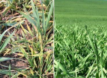 Ploile revin în județul Vaslui: o gură de aer pentru agricultură, dar cu distribuție inegală