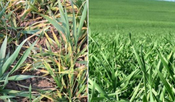 Ploile revin în județul Vaslui: o gură de aer pentru agricultură, dar cu distribuție inegală