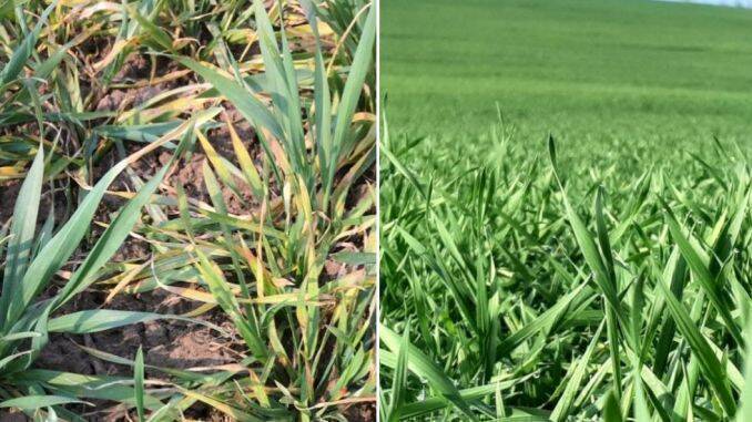 Ploile revin în județul Vaslui: o gură de aer pentru agricultură, dar cu distribuție inegală